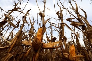 Dalbulus maidis: el norte argentino sigue con altos niveles de la plaga pese al invierno
