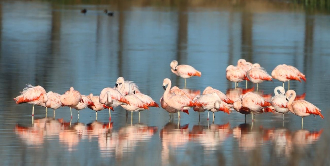 Muestra fotográfica "Aves de la Laguna El Hinojo"