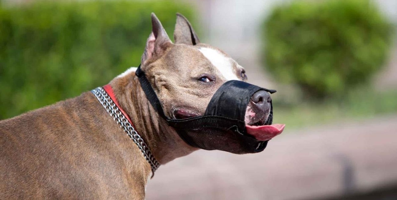 Bozal legal para perros potencialmente peligrosos en Santa Fe
