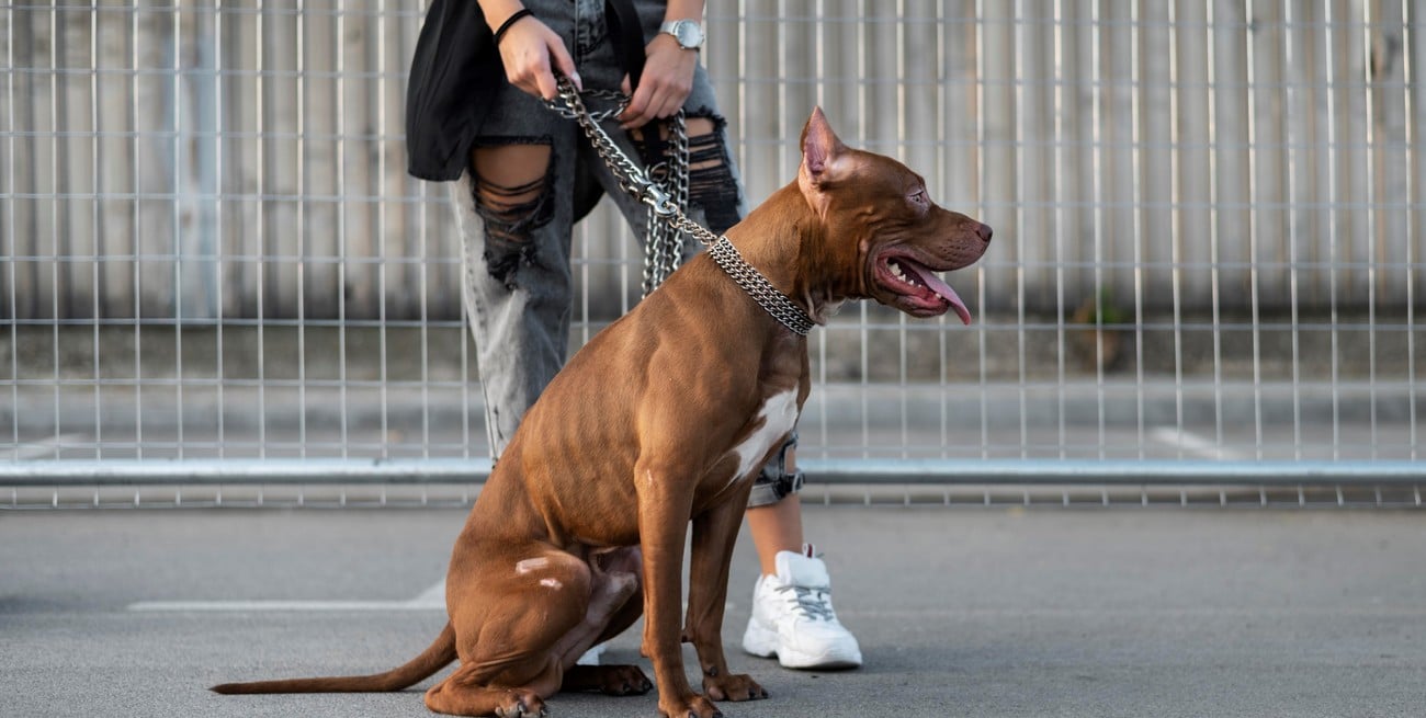 Dos ataques de pitbulls en Santa Fe: hay "más de 500" perros registrados pero, ¿cómo controlar a los dueños?