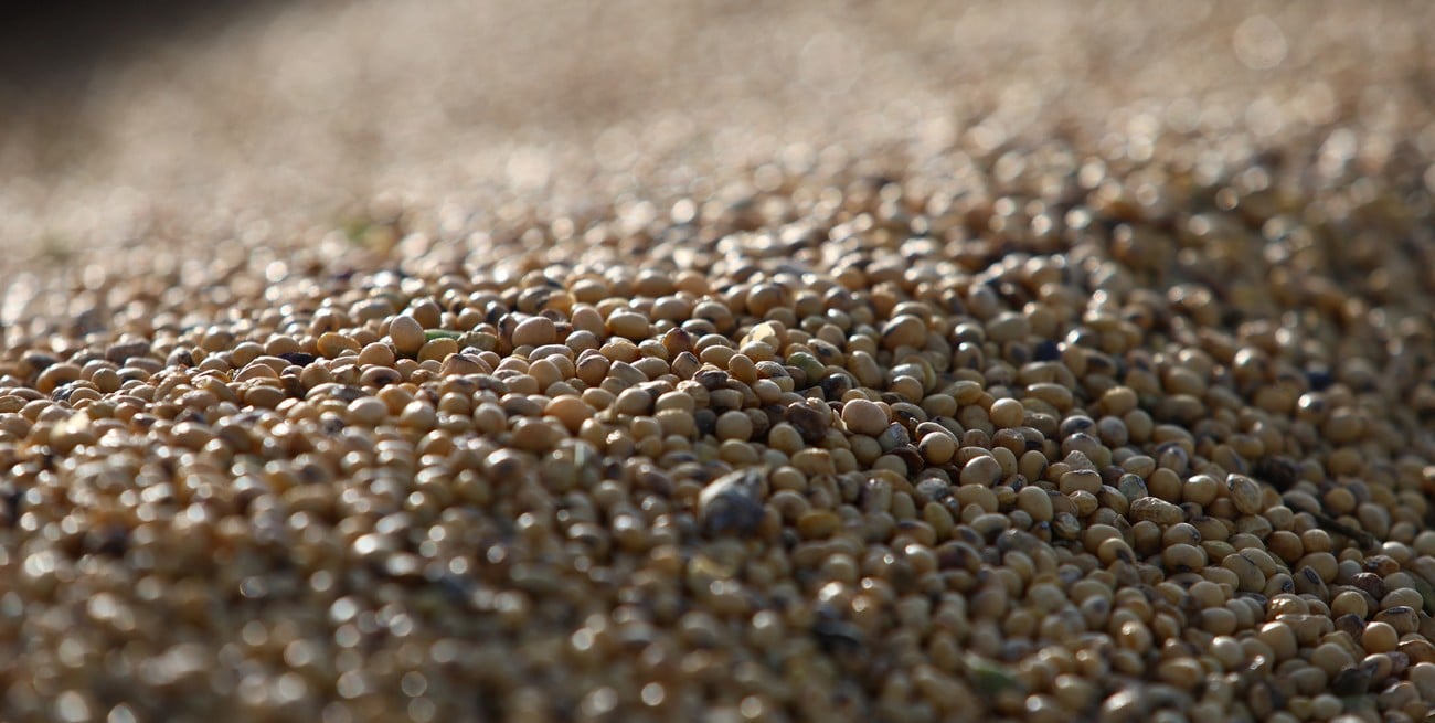 Soja, maíz y trigo: más oferta, clima favorable y presión sobre los precios
