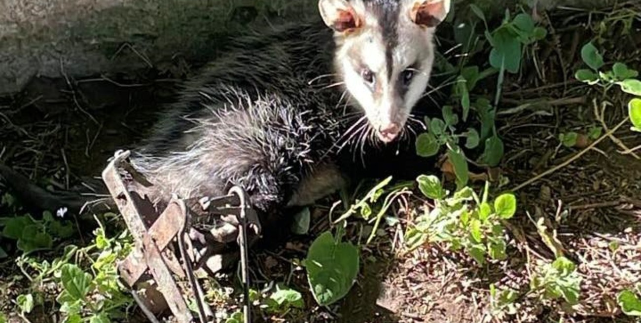 Una comadreja apareció atrapada por una trampa en el patio de una escuela de Coronda