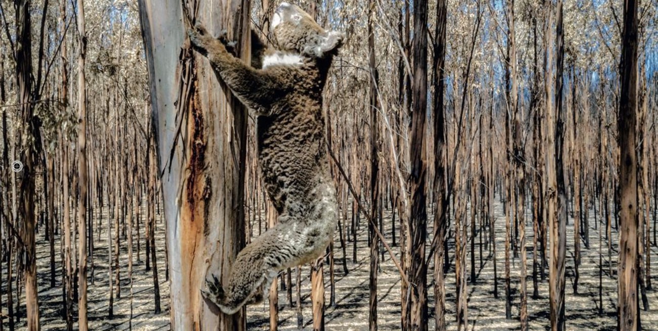 Polémica en Australia tras el sacrificio de 700 koalas