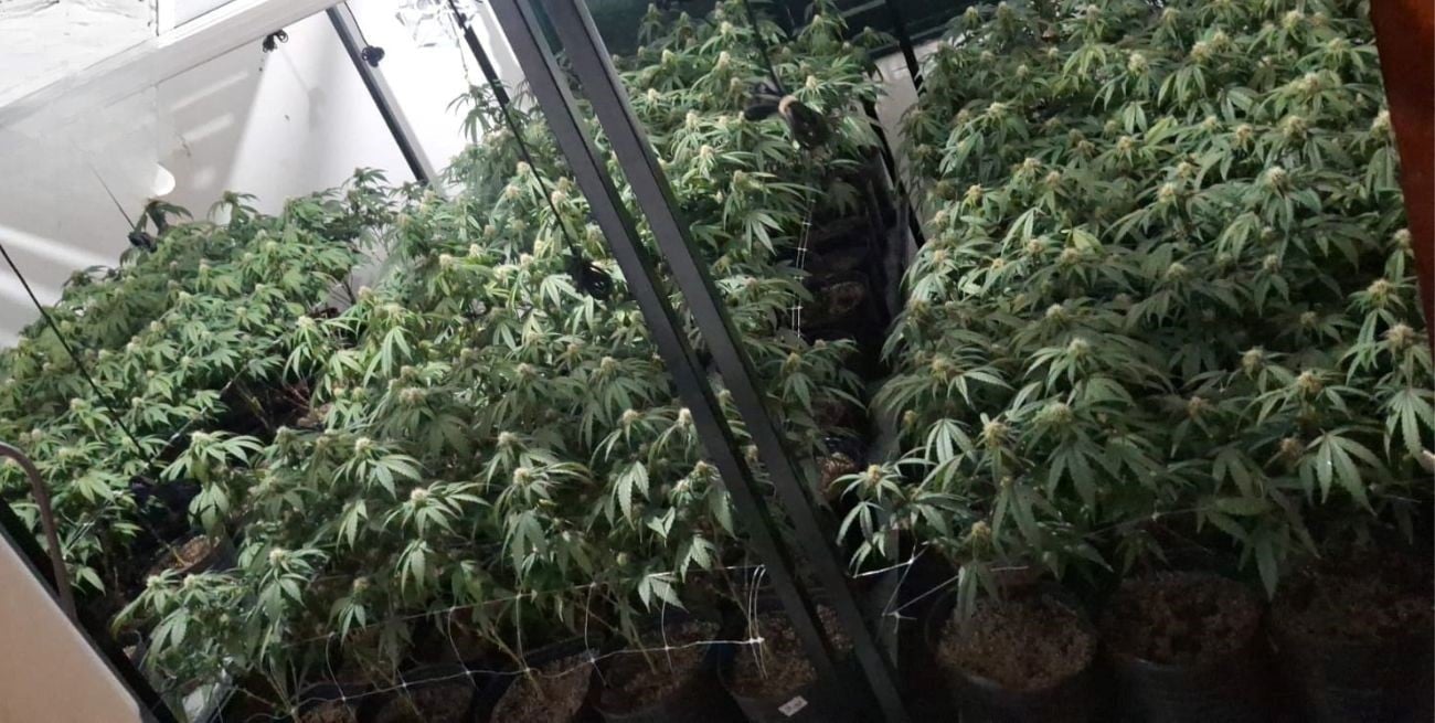 Denunciaron un "olor fuerte" y descubren una plantación de marihuana dentro de una vivienda