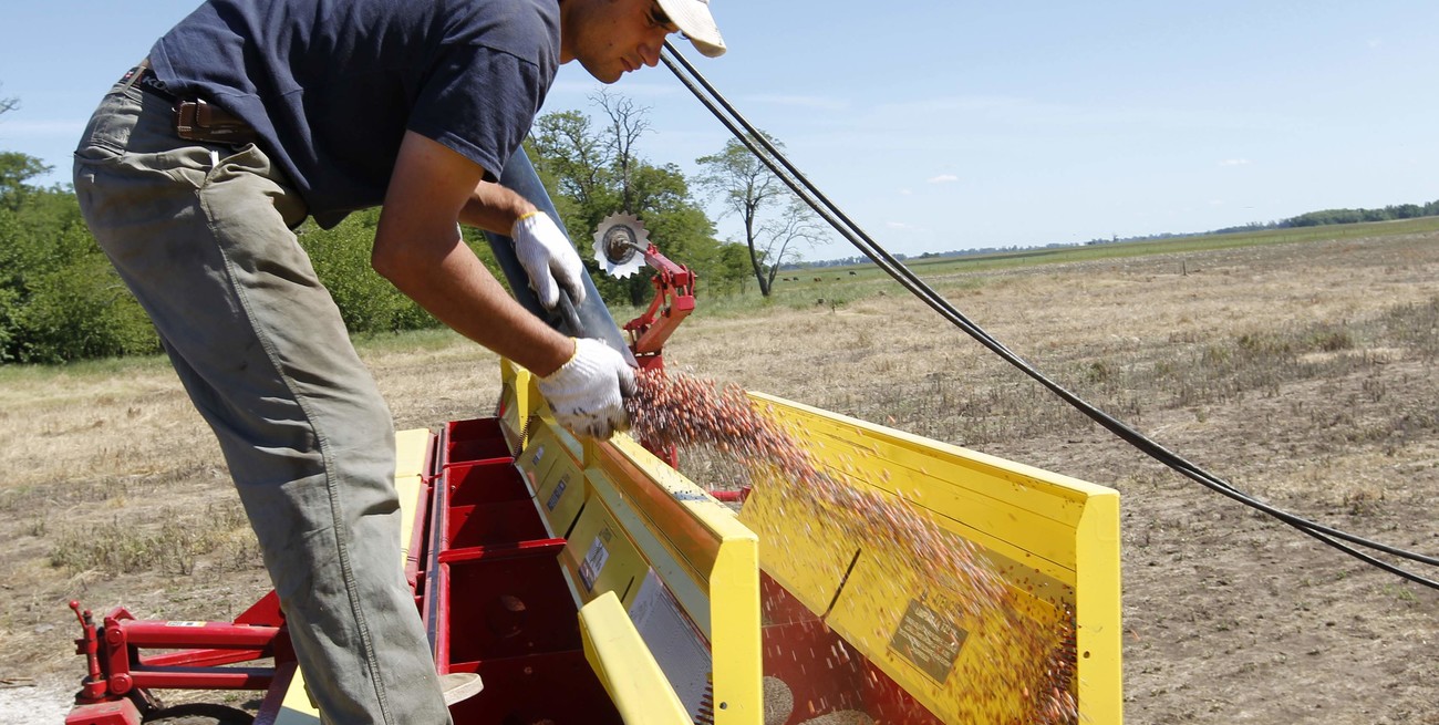 Maíz: en dos semanas arranca la siembra con el mejor escenario de los últimos 5 años 