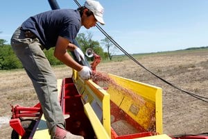 Girasol y maíz temprano: la siembra ya superó el 80% en el centro norte provincial