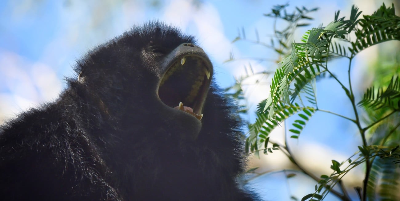 Viaje al corazón de Jaaukanigás, un tesoro natural santafesino