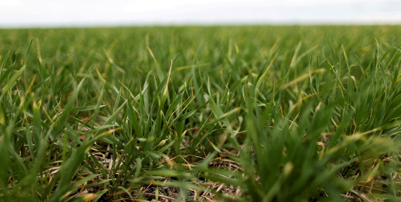 Los vientos del norte traerán lluvias escasas en la mayor parte del área agrícola 