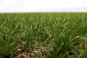 La Bolsa de Comercio de Rosario advierte por el impacto del clima en el maíz tardío y el trigo