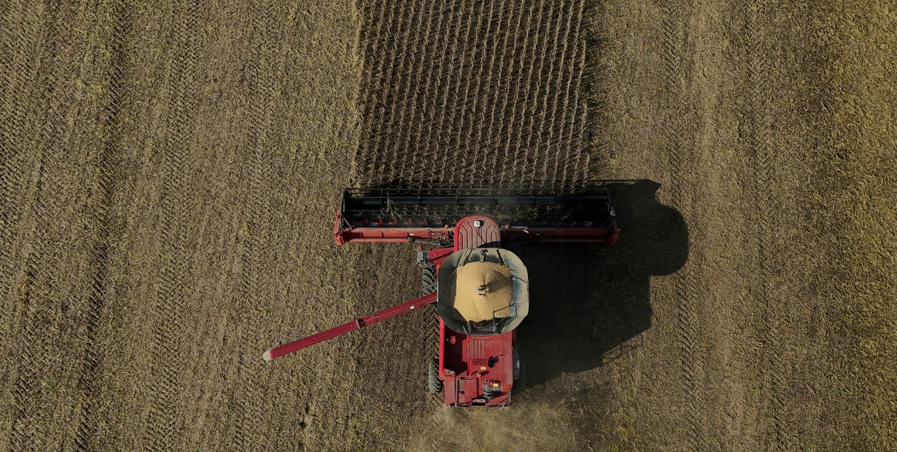 La soja de primera deja sorpresas en plena cosecha: el rinde promedio alcanza los 41 qq/ha