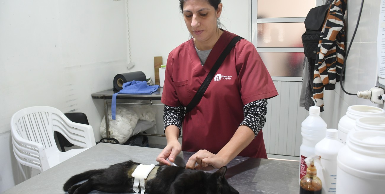 En el Mes del Animal, el IMUSA realizó más de 15 mil atenciones