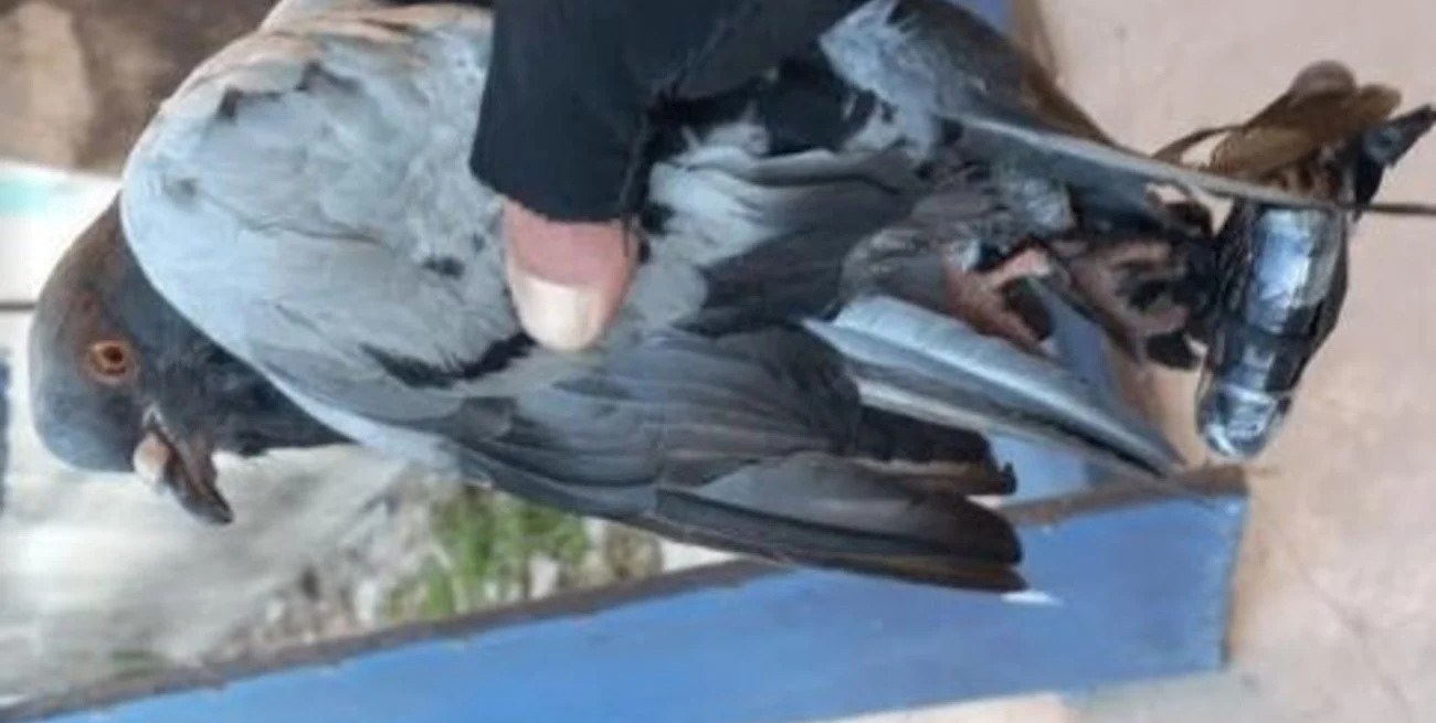 Vecinos de la cárcel de Coronda encontraron una paloma con un teléfono y un cargador atados a sus patas
