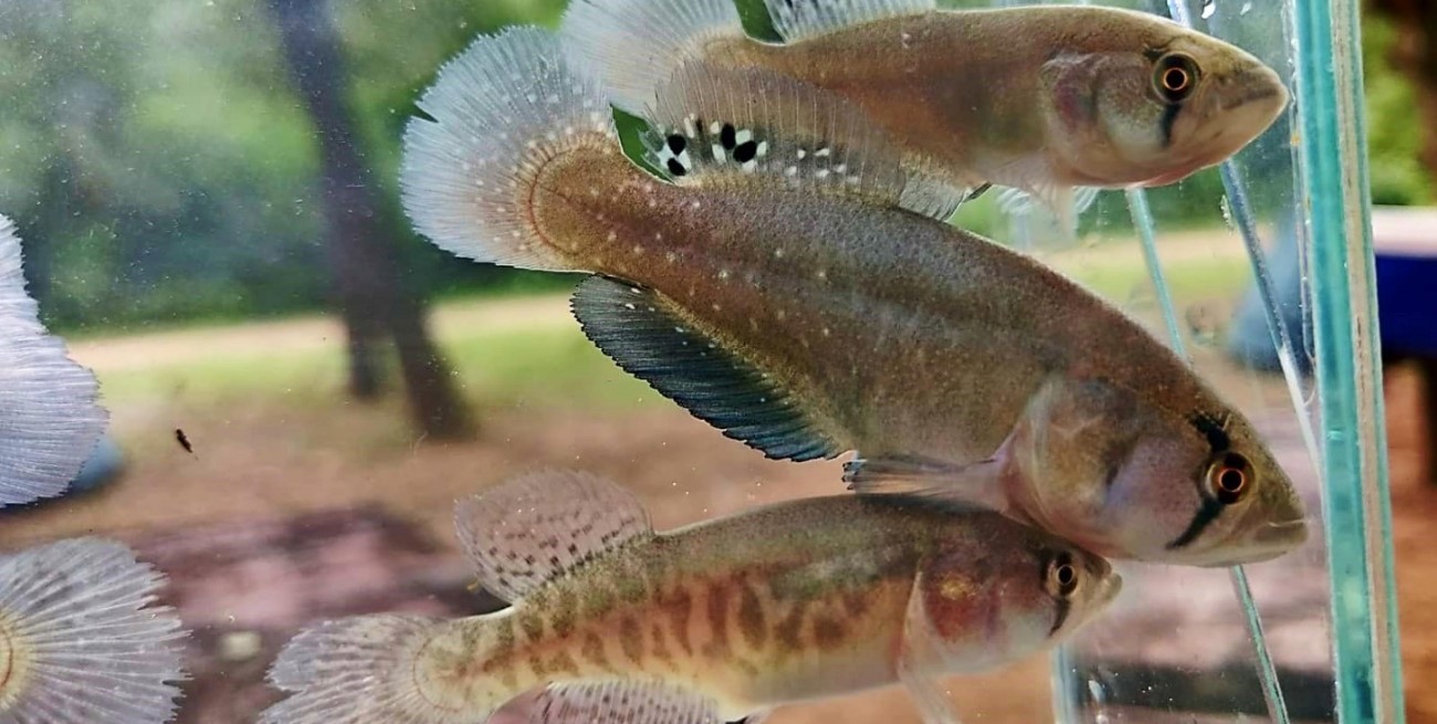 Descubrieron en Chaco una especie de pez adaptada a sobrevivir a la sequía