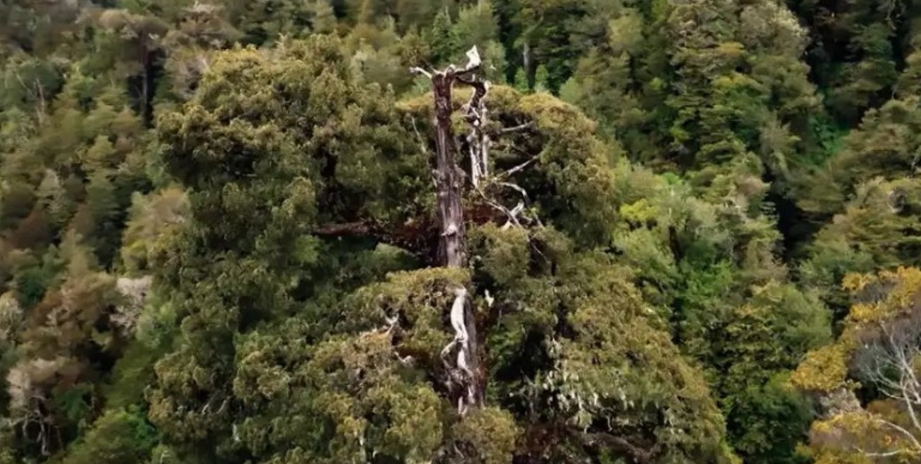 La construcción de una carretera pone en riesgo al “Gran Abuelo”, el árbol más antiguo del mundo
