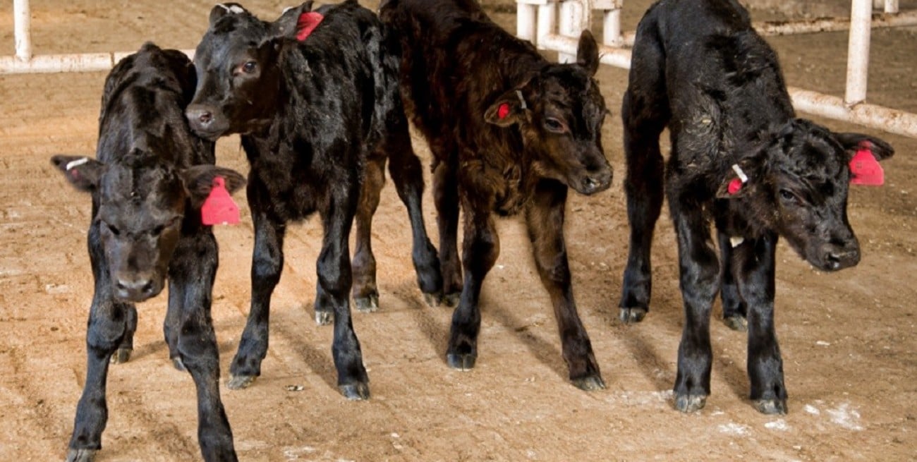 La faena vacuna continúa en retroceso y se profundiza la retención de hacienda