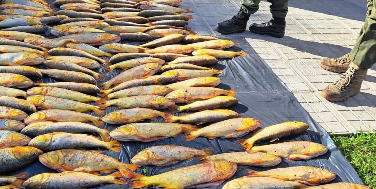 Los Pumas secuestraron 400 kilos de dorados obtenidos irregularmente en el Río Coronda