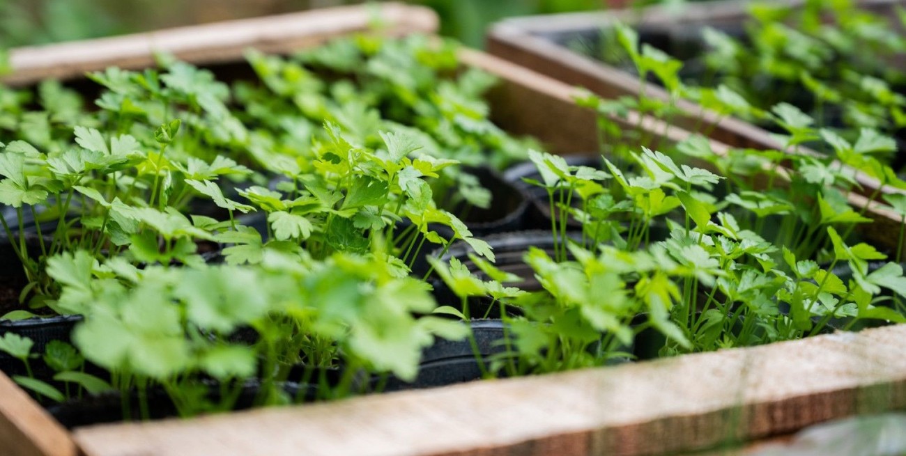 El Gobierno derogó un decreto de 1935 para modernizar la exportación de hortalizas