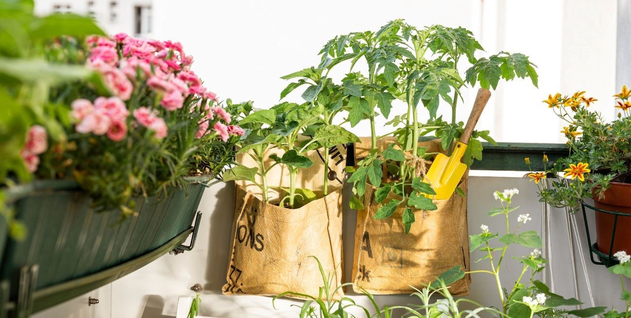 Paso a paso para armar una huerta en bolsas y tener tus propias verduras