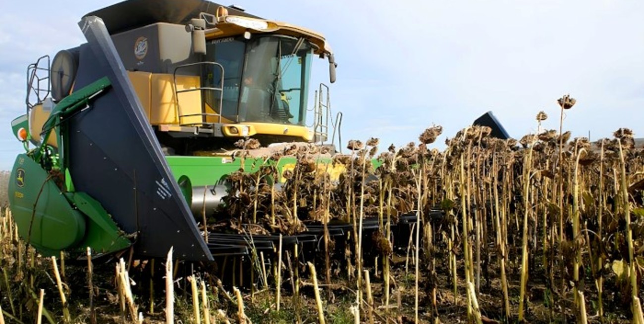 Girasol: exportaciones y molienda alcanzan sus valores más altos en 20 años