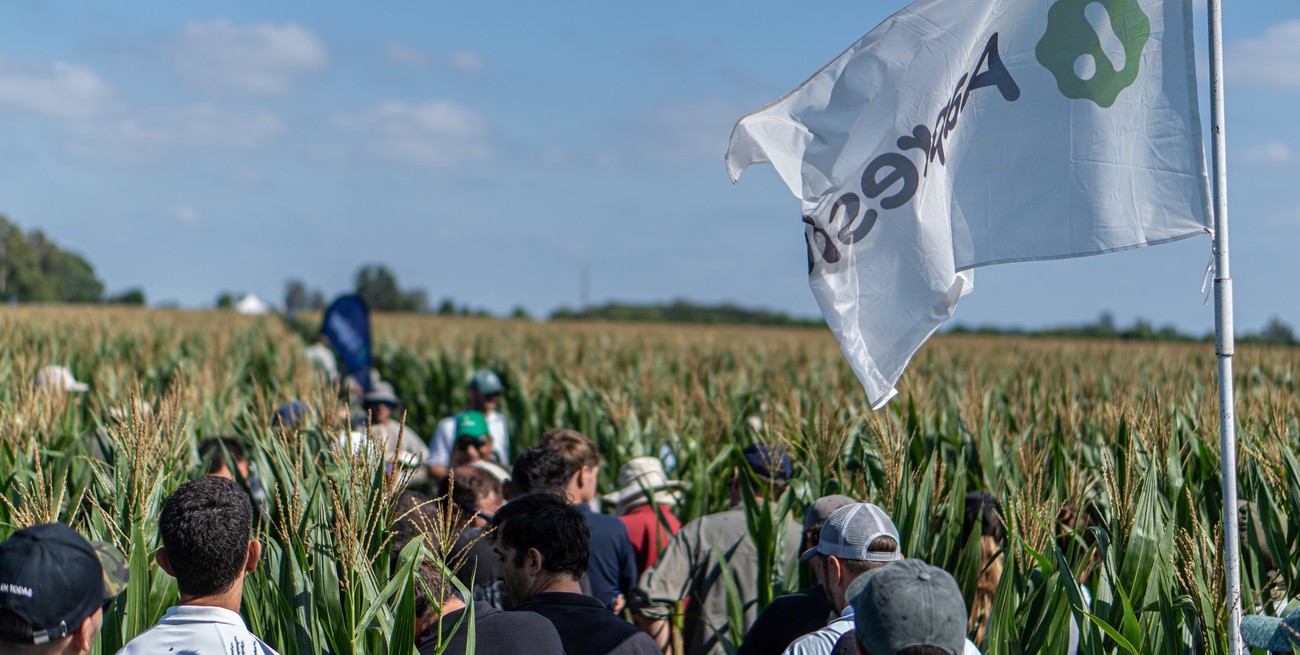 Chicharrita del maíz: en la recta final del otoño, la plaga se "despierta"