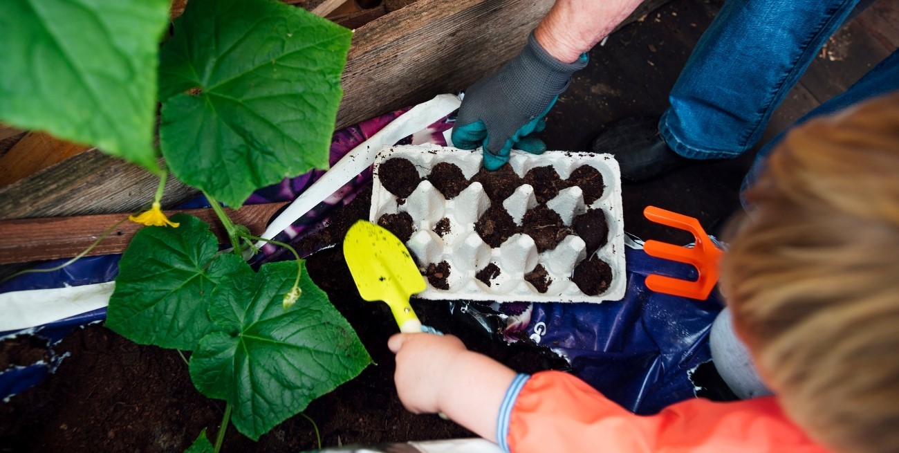 Usá el maple de huevo para que tus plantas crezcan mejor
