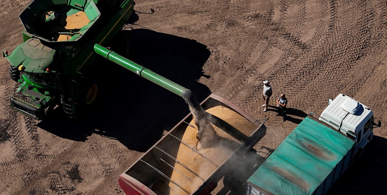 La paradoja de la soja: Chicago en mínimos y el mercado local en máximos