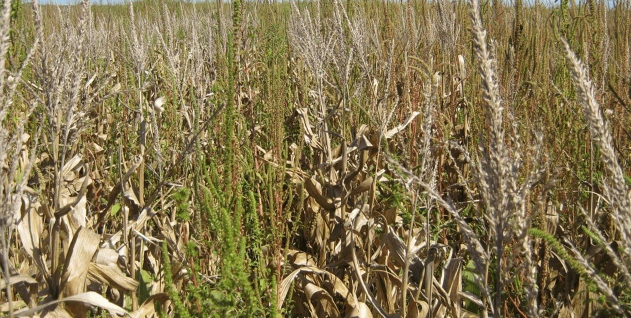 Santa Fe: alrededor de 1 millón de hectáreas y U$D 3 mil millones de exportaciones podrían perderse