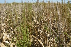 Alrededor de 1 millón de hectáreas podrían perderse.