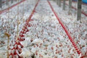 Avicultura: Chile y Perú levantaron las restricciones y reabren sus mercados a la producción argentina