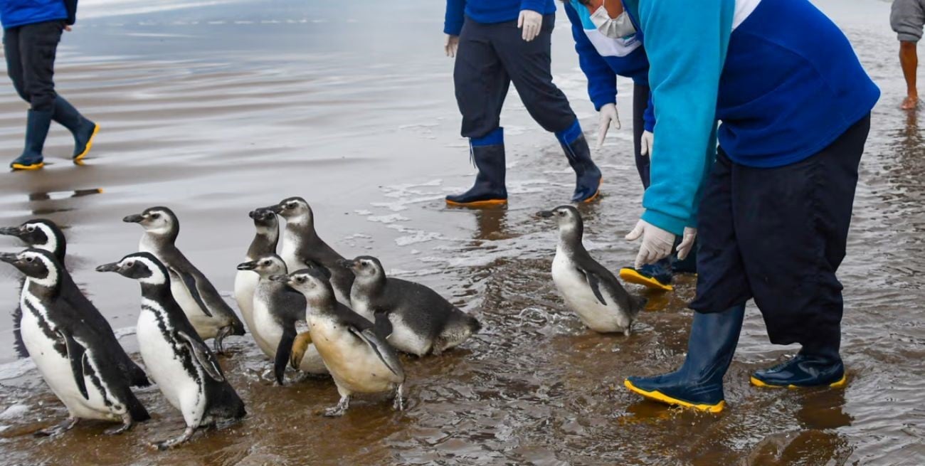 Emocionante regreso al mar de 11 pingüinos rescatados