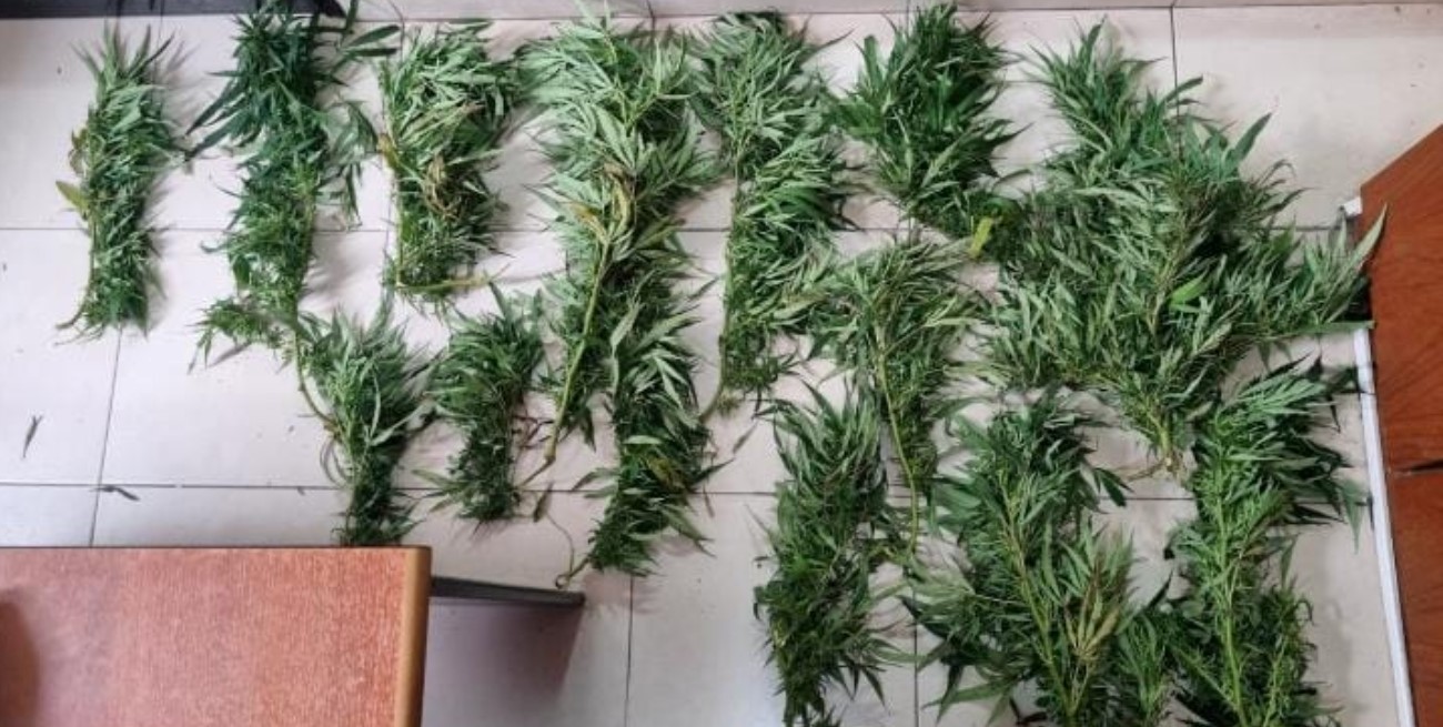 En Esperanza: cayó con plantas de marihuana robadas de una vivienda 
