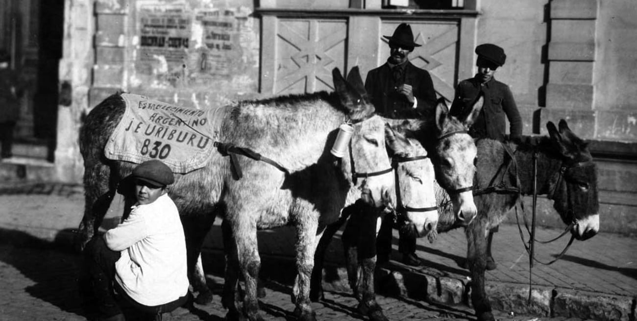 Ciudad de Santa Fe: aquella época en que una vaca era ordeñada en cada casa para dejar la leche fresca