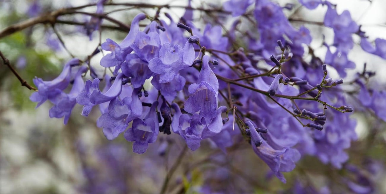 Producción local y compromiso ambiental: Humboldt impulsa la plantación de árboles nativos