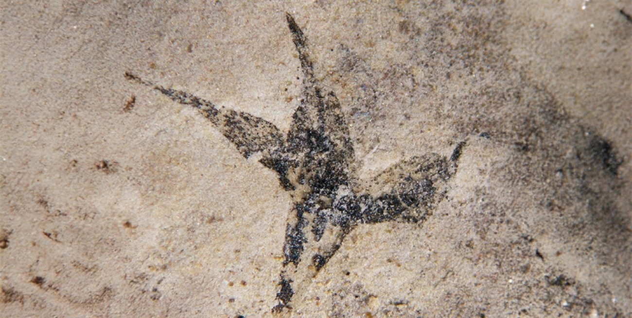 La flor más antigua de Sudamérica fue identificada en territorio argentino