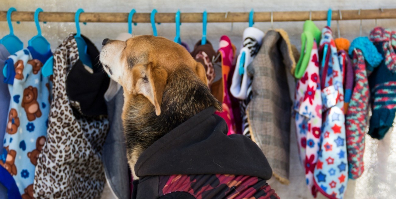 Abrigar a los animales en invierno: ¿sí o no?