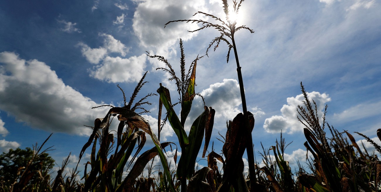 Durante dos días Rosario será sede del Congreso Internacional de Maíz