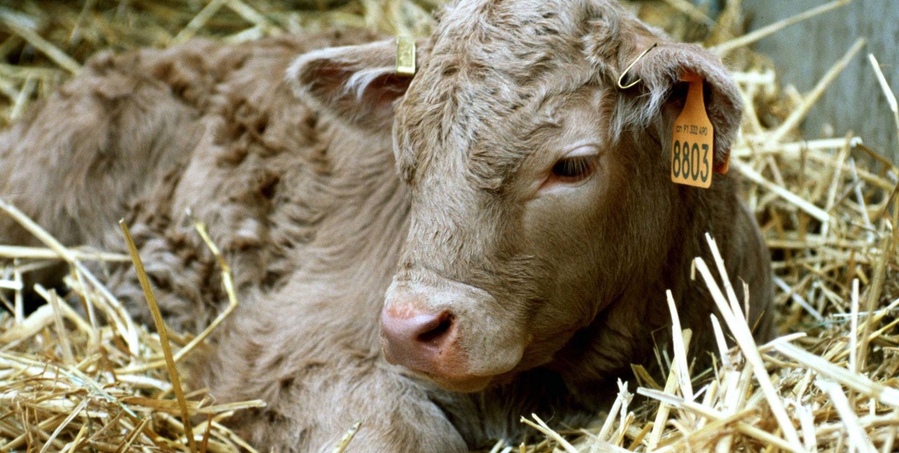 Tras un inicio rápido, la salida de terneros tiende a desacelerarse durante el último mes