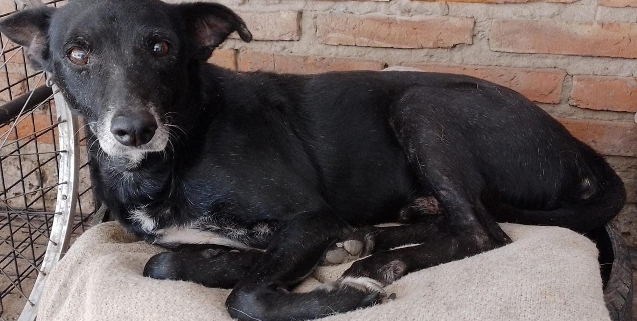 Mataron a Cartucho de una patada: indignación por el crimen de un perro en una veterinaria santafesina