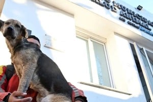 El Instituto Municipal de Salud Animal (Imusa) de Rosario da paso a una nueva etapa.