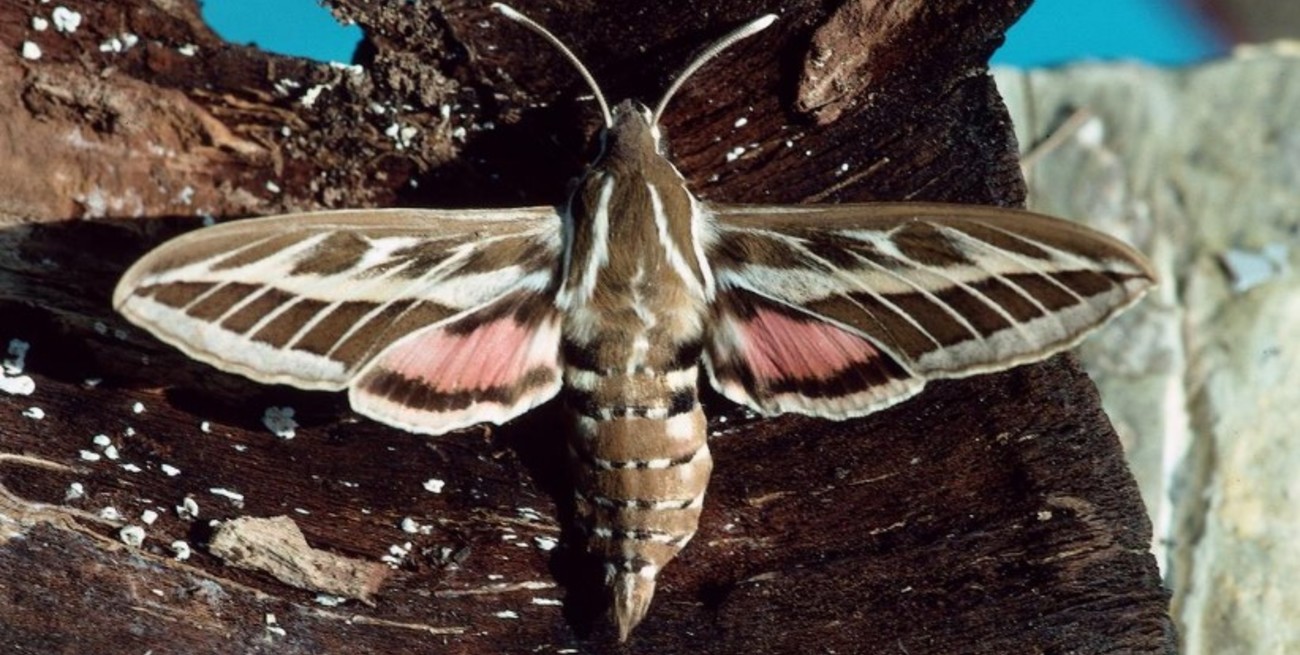 Una plaga de polillas gigantes afecta a España
