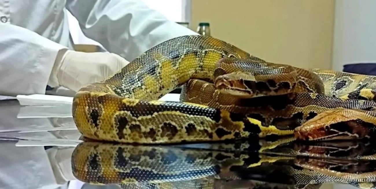 Hallaron serpientes exóticas en un control fronterizo entre Chile y Mendoza