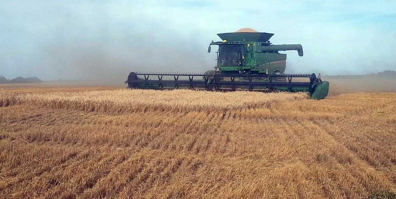 Las heladas traen una oportunidad clave para la siembra de trigo en la región núcleo