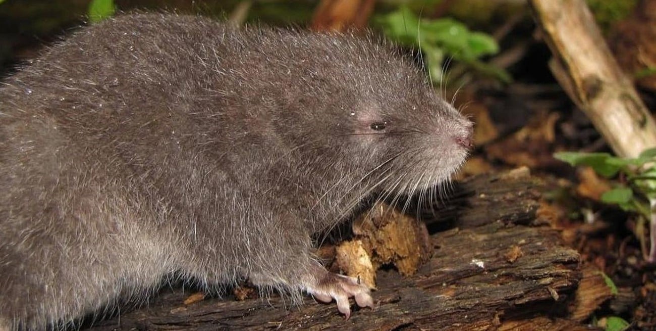 Este es el Incanomys mayopuma, el sorprendente roedor carnívoro recientemente descubierto en Perú