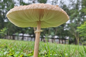 Macrolepiota sp. Gentileza