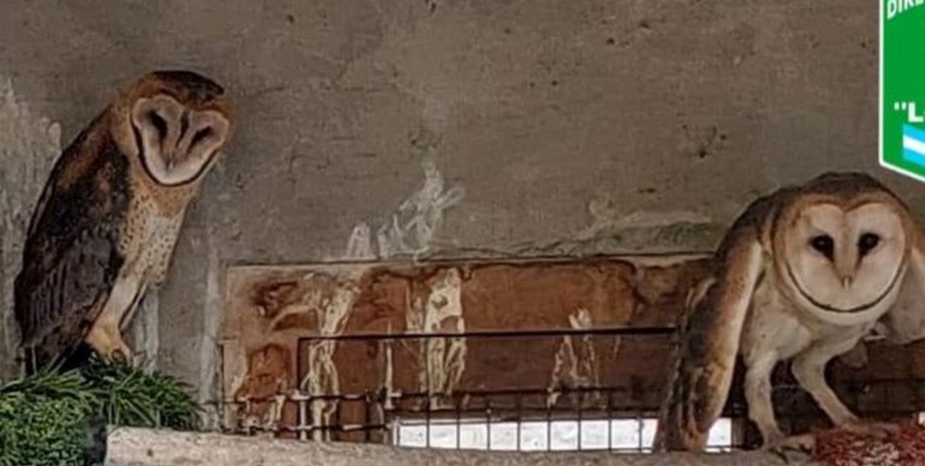 Tres detenidos por tráfico de lechuzas en Maggiolo






