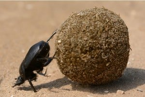 En su insistencia, la culpa no se reduce a su causa aparente. Topi Pigula