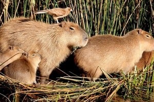 Actualmente, este simpático mamífero semiacuático habita en toda Sudamérica, menos en Chile. 