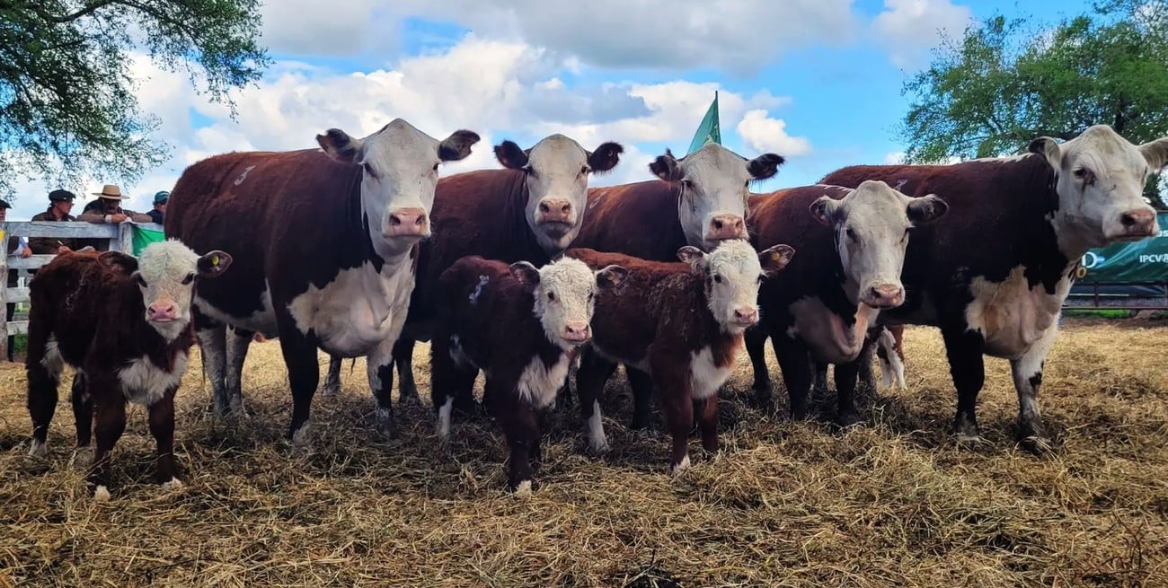 Escasez estructural y cambios en la temporalidad de la oferta condicionan la dinámica de precios 