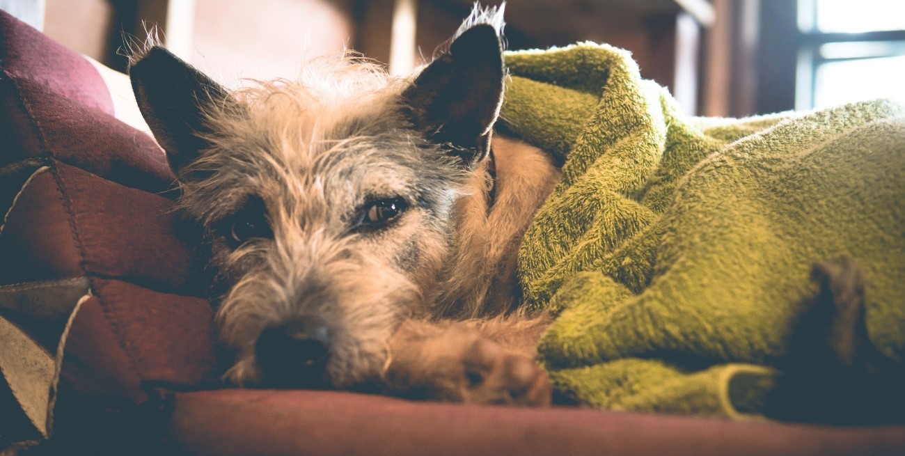 Bajas temperaturas: cuál es el mejor lugar para que duerma tu perro