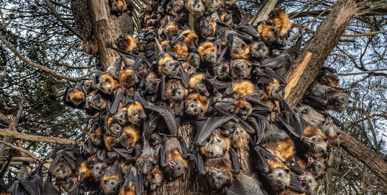 Australia: un hombre murió por un raro virus tras ser atacado por un murciélago gigante